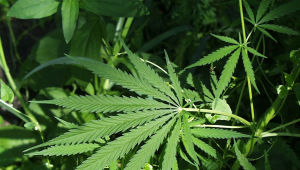 The Fox: Britain's Biggest Ever Marijuana Smuggler