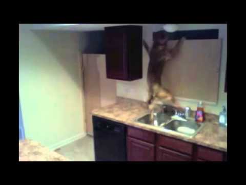 Dog Carries Out A Great Kitchen Escape
