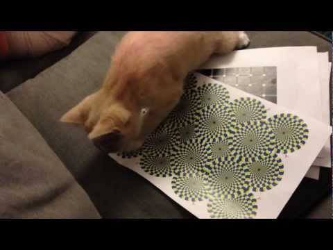 This Cat Can See The Rotating Snake Illusion
