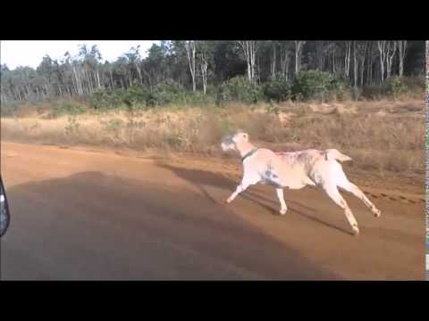 An excited Australian training a goat to run really fast
