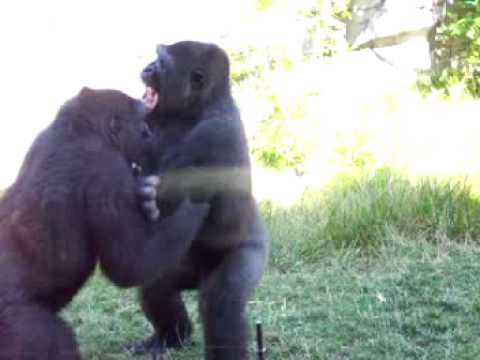 Gorilla Fight: Best Thing Ever?