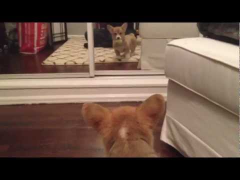 Corgi Puppy Sees Itself In The Mirror For The First Time. Freaks Out.