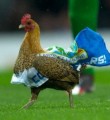 The Blackburn Rovers Chicken & Other Things More Interesting Than The Football