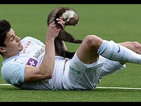 Weasel invades football pitch and bites player
